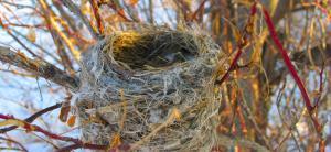 Empty Nest, Emptiness, Identity Loss