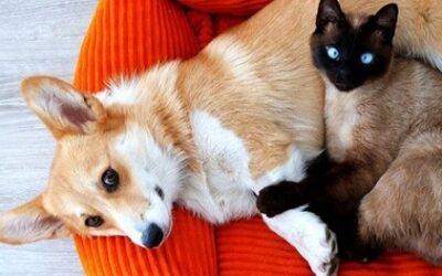 When a Beloved Animal Dies, What Remains?
