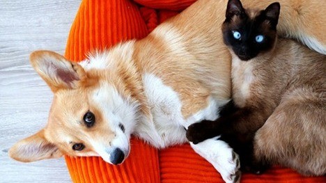 When a Beloved Animal Dies, What Remains?